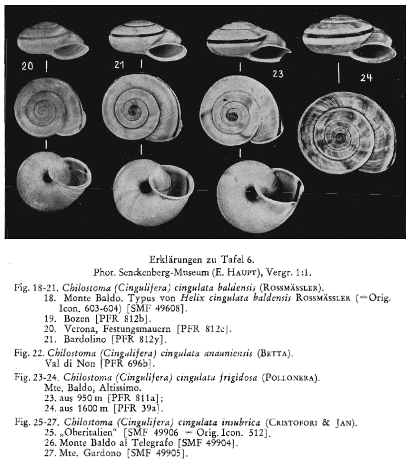 Alla ricerca di Chilostoma cingulatum frigidosum